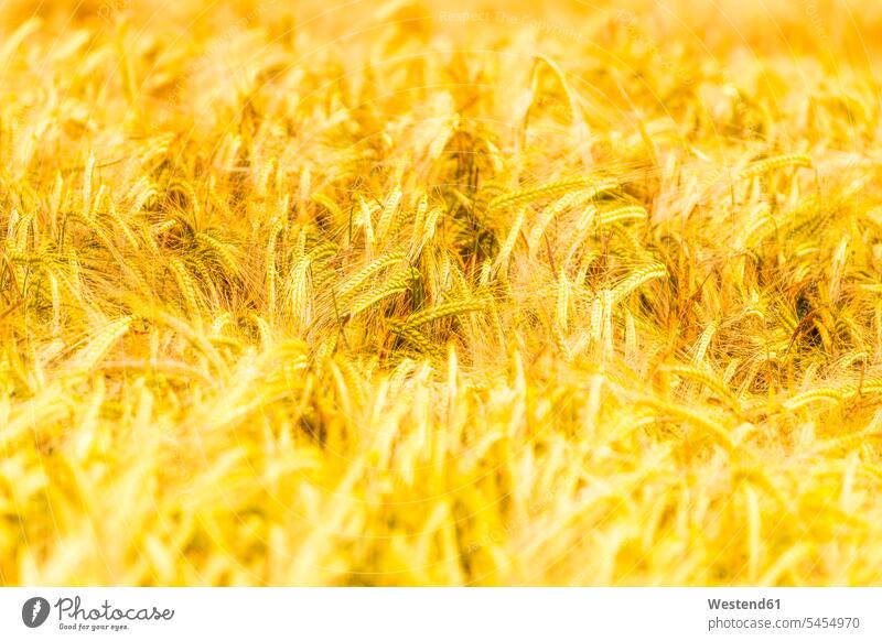 Field of wheat Fields farmland outdoors outdoor shots location shot location shots background backgrounds Selective focus Differential Focus Triticum cropland