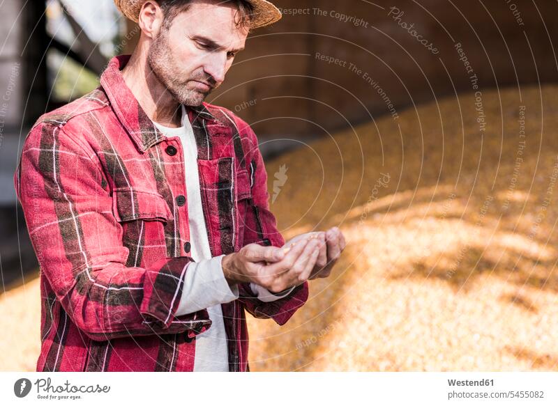 Farmer examining grain of maize farmer agriculturists farmers man men males corn agriculture Adults grown-ups grownups adult people persons human being humans