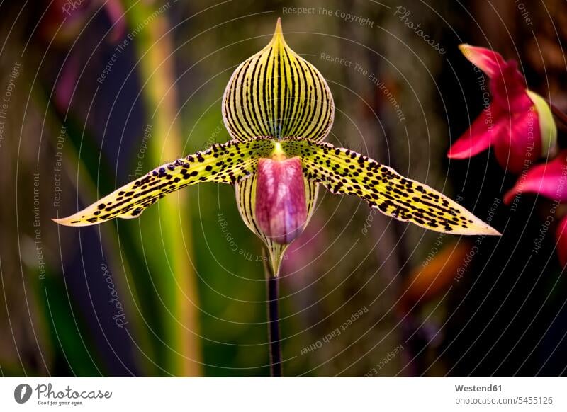 Orchid Blossom nobody Ornamental Plant Ornamental Plants copy space Grace Gracefulness graceful beauty of nature beauty in nature fragility fragile flowering