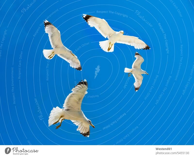 Four herring gull flying in front of blue sky Repetition repeating nature natural world wild animal wild animals Animal In Wild Animals In Wild bird birds aves