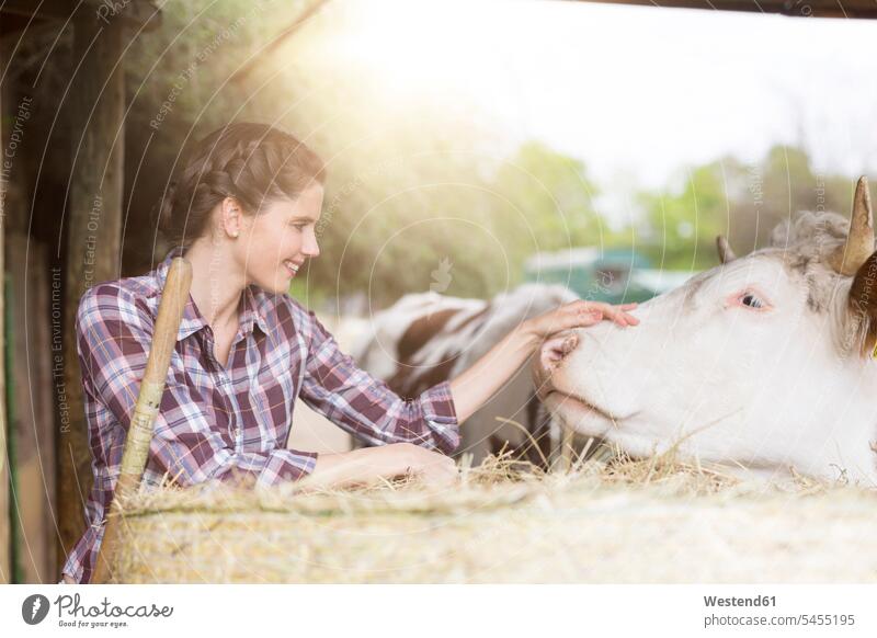 Smiling woman caring for a cow on a farm females women cows Care care smiling smile Adults grown-ups grownups adult people persons human being humans