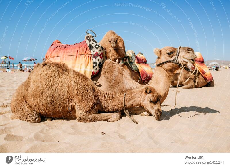 Morocco, Tanger, camels lying on beach blue sky blue skies clear sky resting Incidental people People In The Background background person People In Background