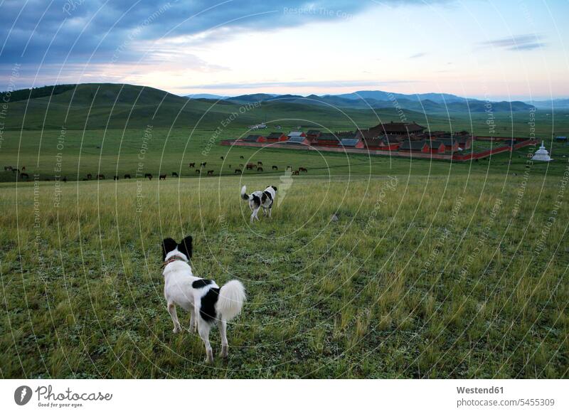 Mongolia, Selenge province, dogs on meadow and Amarbayasgalant monastery Grassland Grasslands Grass Area nature natural world mountain mountains outdoors