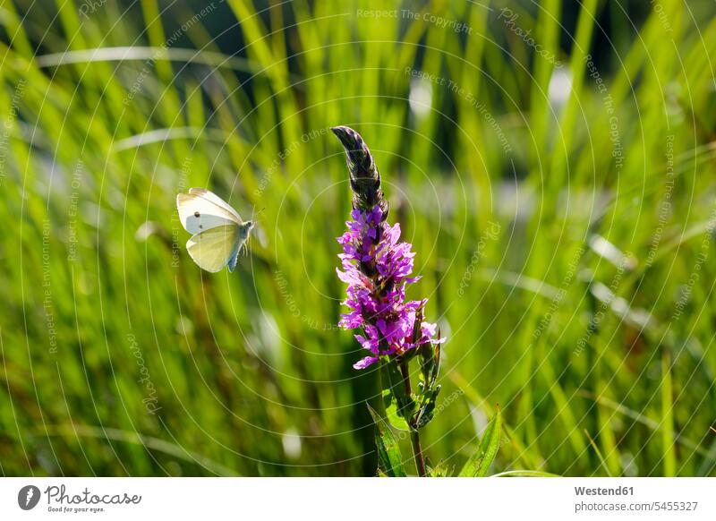 Small White flying to Purple Loosestrife nobody animal world fauna animal themes Flower Flowers mid-air midair mid air Development developing Developments