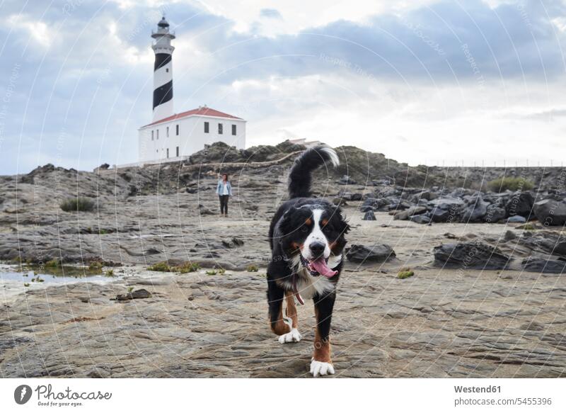 Spain, Menorca, Bernese mountain dog walking ahead of his owner outdoors at lighthouse lighthouses light houses Bernese mountain dogs Bernese cattle dog