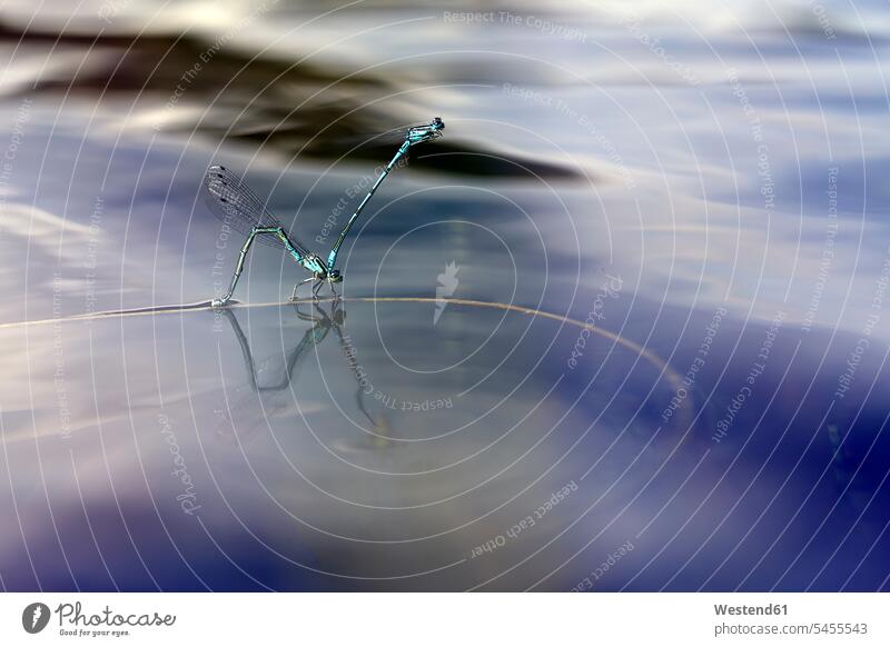 Emerald Damselfly on water surface Spain nobody delicate Delicateness dainty Tender animal world fauna animal themes copy space mirrored Reflected mirroring