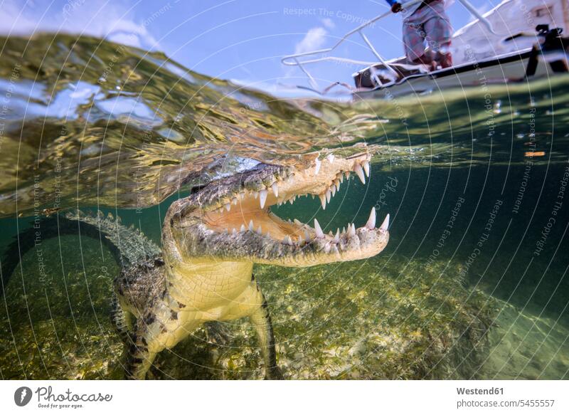 Mexico, American crocodile under water young women young woman swimming diving dive waters body of water tooth animal teeth animal tooth awe Fascinating awesome