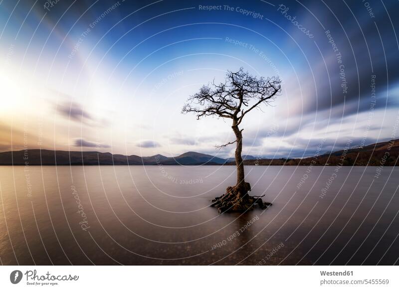 Great Britain, Scotland, Loch Lomond, Milarrochy Bay, Lone tree nobody without leaves Long Exposure Time Exposed Time Exposure Rolling Landscape lonely secluded