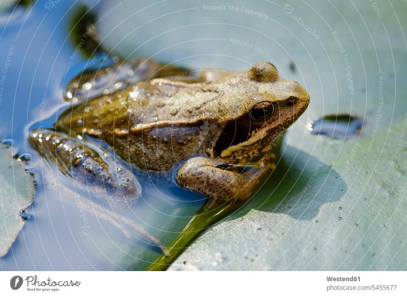 Common frog crouching on lily pad in a pond nobody Bavaria wild animal wild animals Animal In Wild Animals In Wild wildlife Animal Wildlife wild life sunlight