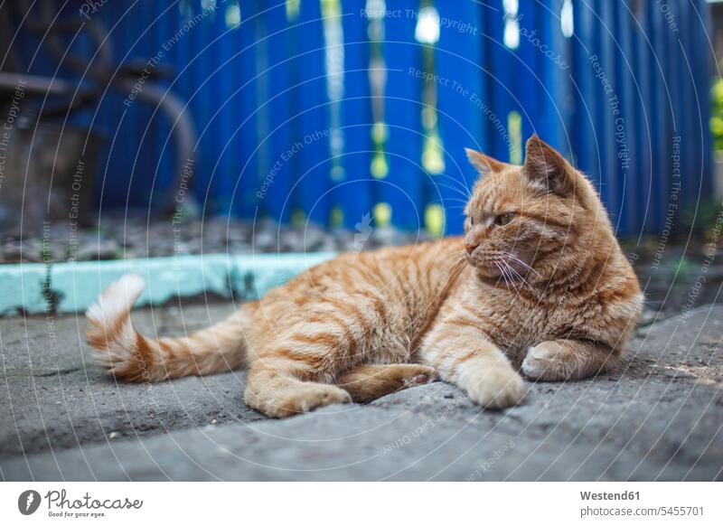 Russia, ginger cat lying fence fences focus on foreground Focus In The Foreground focus on the foreground looking away look away relaxation relaxed relaxing