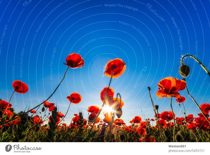 Poppy field at sunlight beauty of nature beauty in nature low angle view worm's eye view bottom view view from below worms eye Bright Colour vibrant color
