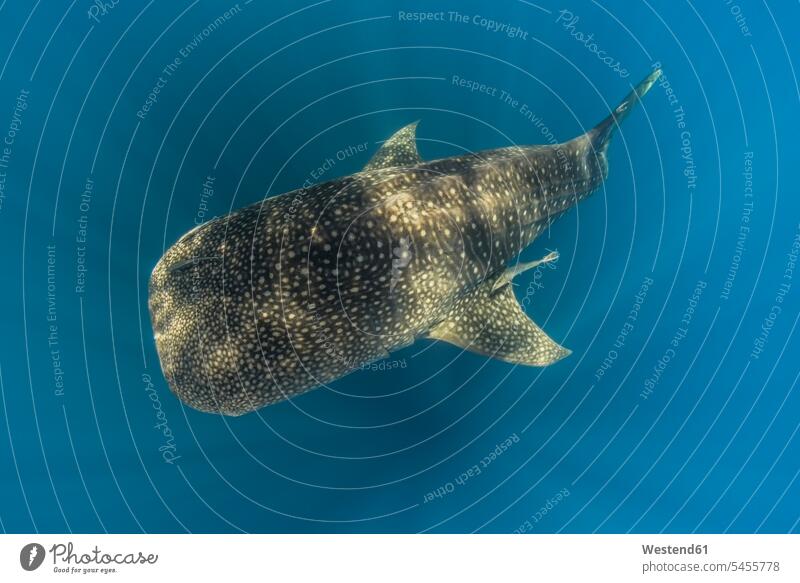 Indonesia, Papua, Cenderawasih Bay, Whale shark nobody shadow shadows Shades dotted flecked mottled speckled spotted blue background blue backgrounds