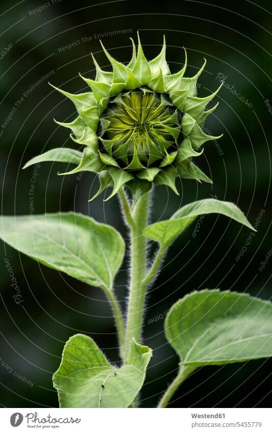 Bud of sunflower beauty of nature beauty in nature organic garden One Flower Single Flower day daylight shot daylight shots day shots daytime Burgeon Buds