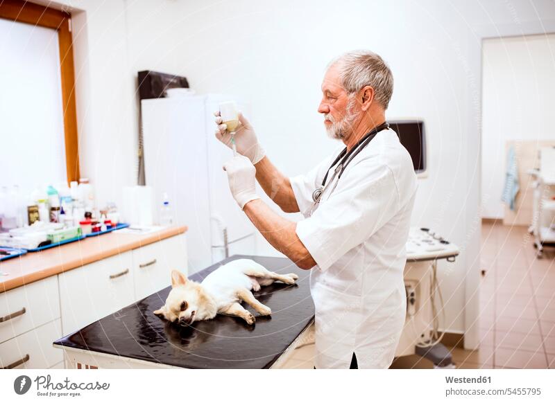 Senior vet preparing an injection for a dog in clinic dogs Canine syringe injections syringes veterinarian pets animal creatures animals veterinary medicine