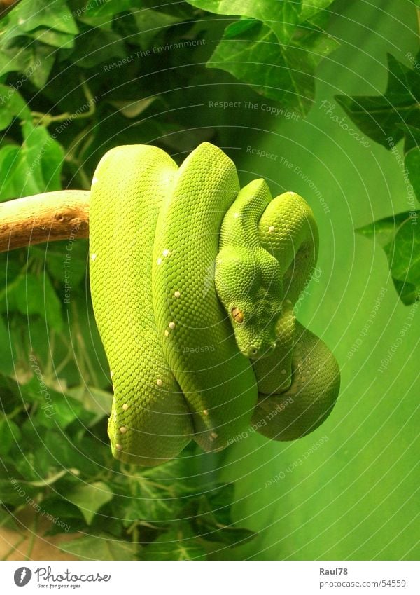 green mamba Green Yellow Poison Green mamba Zoo Augsburg Animal Reptiles Disgust Beautiful snake Fear