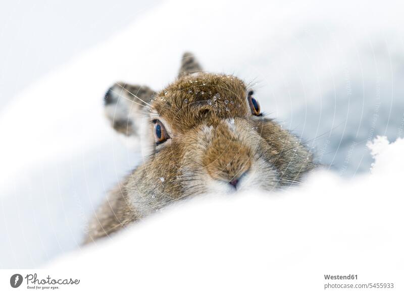 UK, Scotland, portrait of Mountain Hare in snow hiding hide animal world fauna copy space animal themes close-up close up closeups close ups close-ups