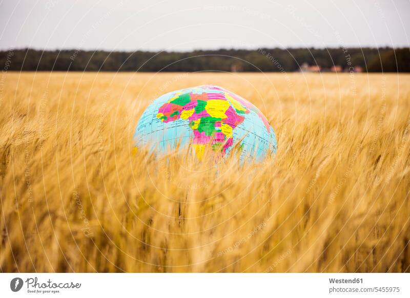 Globe in grain field globe globes Grain field Cornfield Corn Field Cornfields Corn Fields farmland ball balls cereal plant cereal crop cereal crops