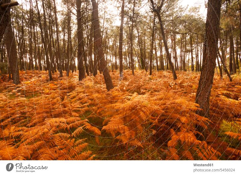 France, Bretagne, autumnal forest nobody copy space woods forests autumn forest fall forest autumn colours fall colors autumnal colors autumnal colours abstract