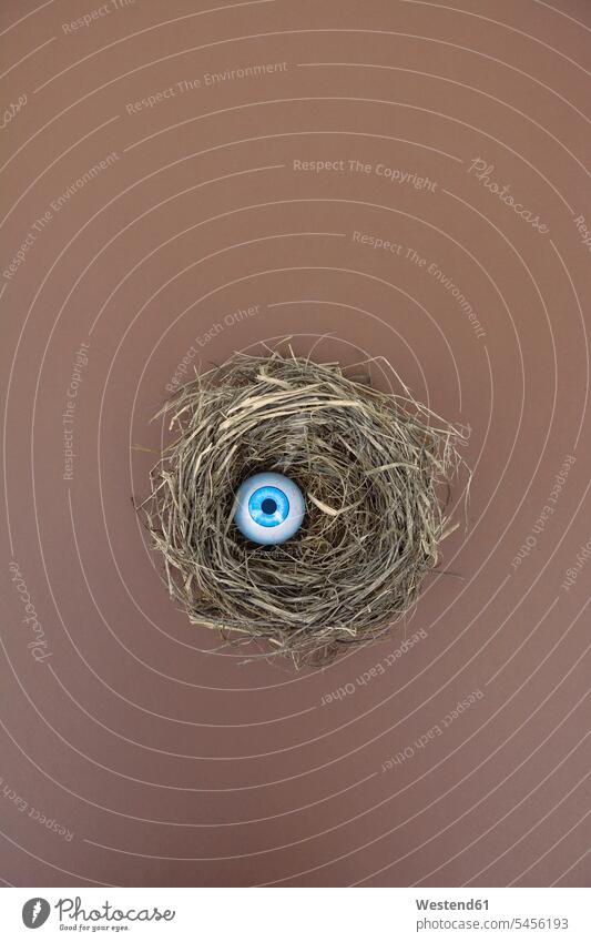 Bird nest with plastic eyeball unusual extraordinary unusually toy toys Monitoring observation observing watching observe nests Animal Nest Straw big brother