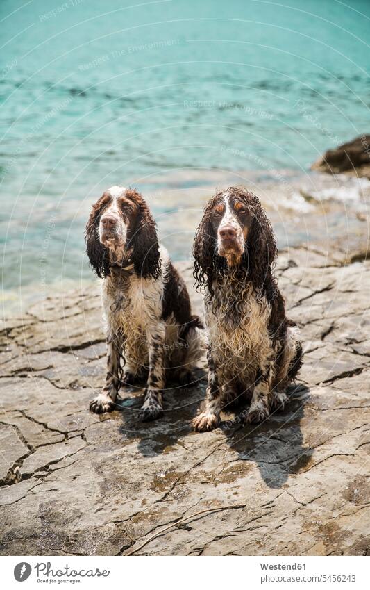 Portrait of two wet English Springer Spaniels Istria day daylight shot daylight shots day shots daytime outdoors outdoor shots location shot location shots