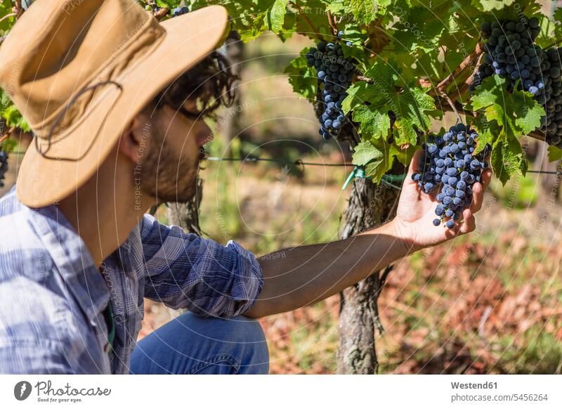 Man examining grapes on vine vineyard scrutiny scrutinizing harvesting Grape Grapes man men males working At Work agriculture harvesttime Harvest Time harvests