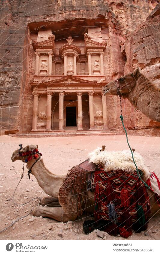 Jordan, Petra, view to Al Khazneh with camel lying in the foreground historic historical ancient break city town cities towns laying down lie lying down