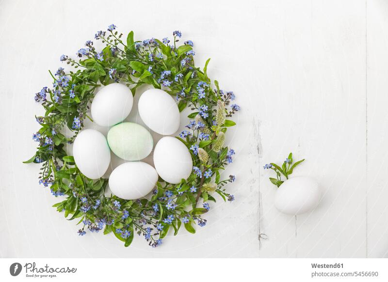 Wreath of Forget-me-not and willow catkins with eggs in the middle spring springtime Spring Time spring season Myosotis Forget Me Nots Forget-me-nots copy space
