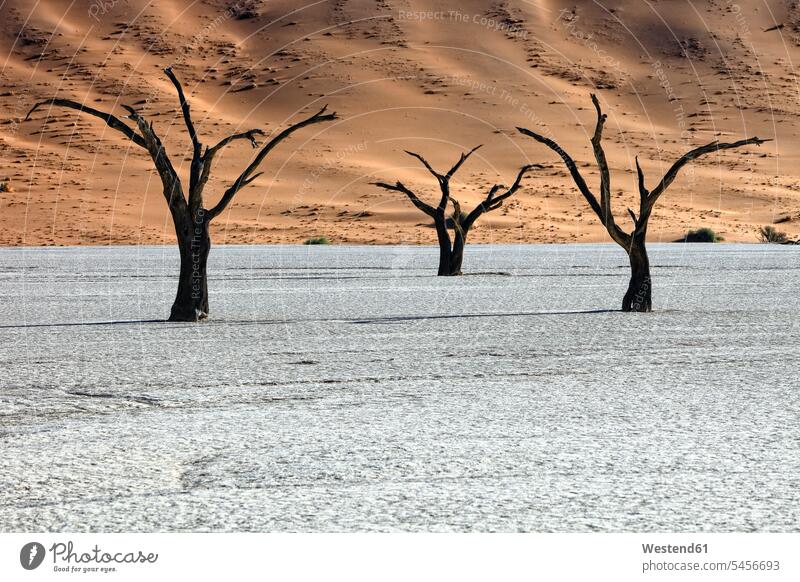 Namibia, Namib-Naukluft Park, dead trees in Dead Vlei silhouette silhouettes desert Deserts outdoors outdoor shots location shot location shots Deadvlei drought
