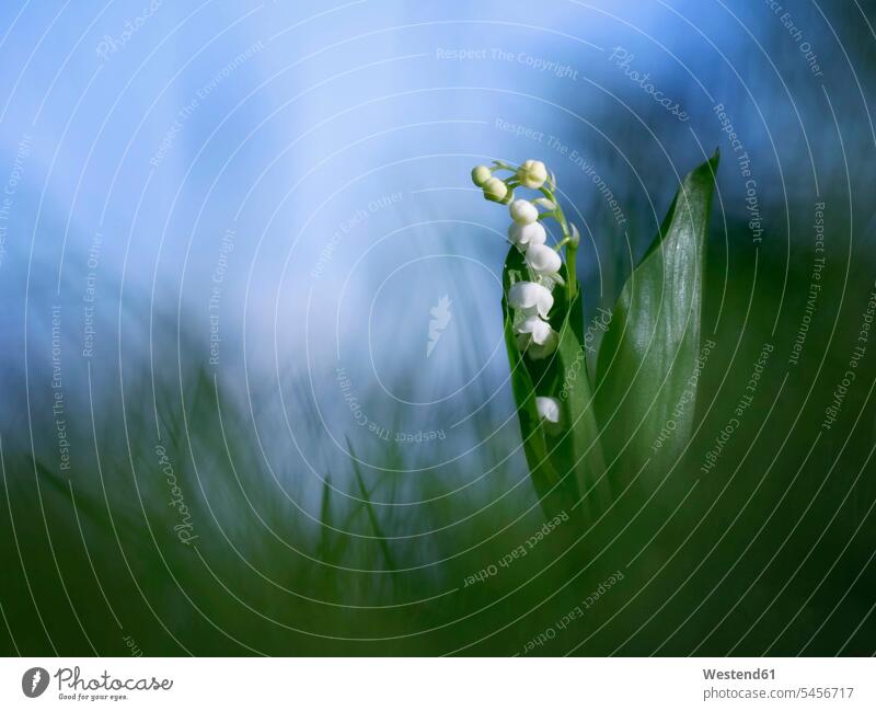 Lily of the Valley beauty of nature beauty in nature Growth growing surreal surrealistic green copy space Flower Flowers flower head flower heads close-up