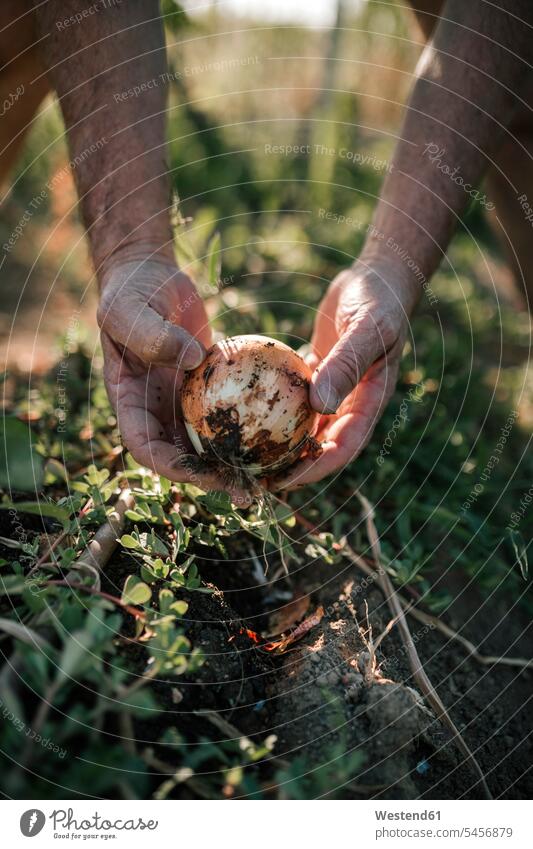 Close-up of onion in hands of farmer agricultural field arable Fields agriculture farming Agricultural Agrarian close-up close up closeup close ups close-ups
