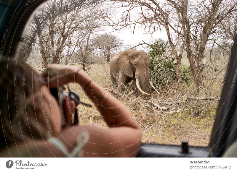 Woman taking a picture of an elephant from the car window, Kruger National Park, Lesotho, Africa touristic tourists images pictures photo photographs photos