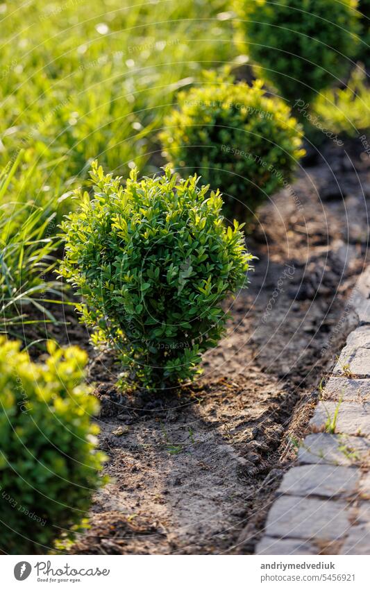 Green bushes in row near stone footpath in landscape design, landscaping in the park outdoors. Decorative landscape cut lawn near sidewalk track. nature plant