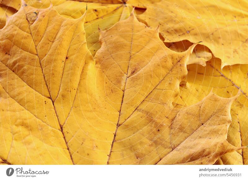 Vibrant yellow autumn maple leaves background, close up. Macro photo of fallen foliage. Concept of change of seasons, back to school, Canada Day, Thanksgiving Day, Civic Day Holiday, Victoria Day