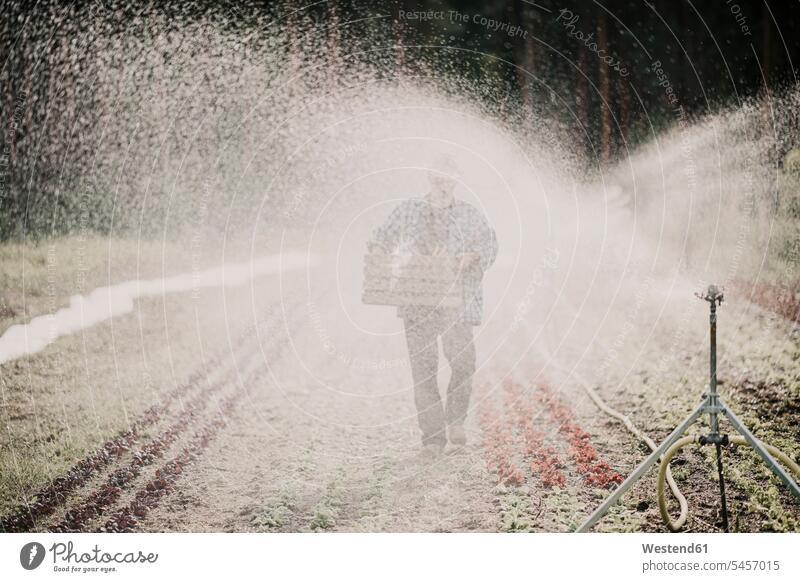 Farmer carrying basket while walking by agricultural sprinkler in farm color image colour image outdoors location shots outdoor shot outdoor shots day