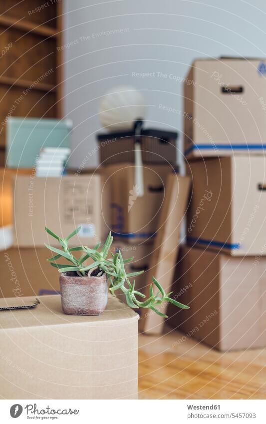 Potted plant on cardboard box in an empty room in a new home cardboard boxes Cardboard Carton Cardboards cardbox cardboxes carton cartons new house Beginning