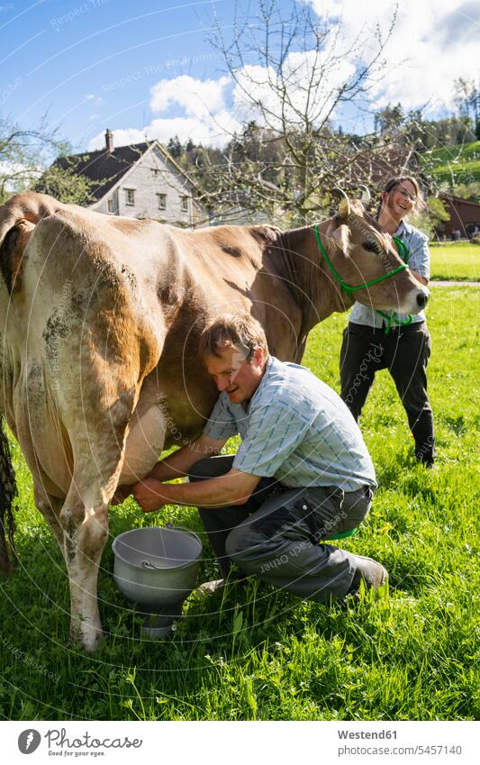 Farmer with his wife milking a cow on pasture human human being human beings humans person persons caucasian appearance caucasian ethnicity european