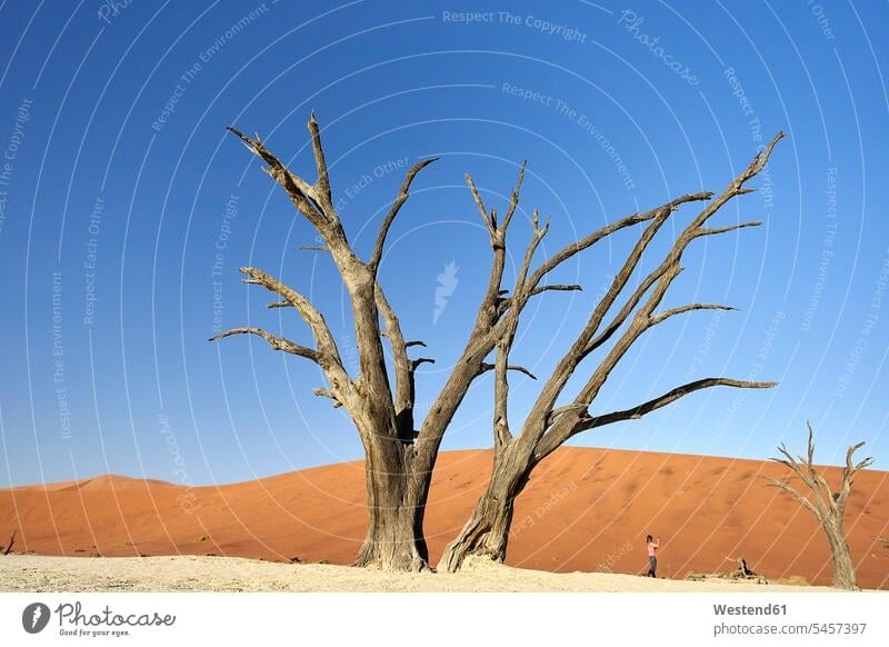 Dead trees in Deadvlei, Sossusvlei, Namib desert, Namibia human human being human beings humans person persons adult grown-up grown-ups grownup grownups