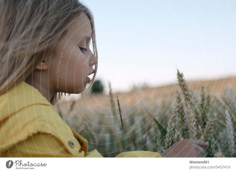 Little girl touching rye ears on field Rye Secale cereale spikes females girls Cereal Cereals grain Plant Plants child children kid kids people persons