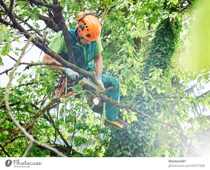 Tree cutter pruning of tree Trees pruning of trees woodsman occupation profession professional occupation jobs working At Work arboriculture tree cutter