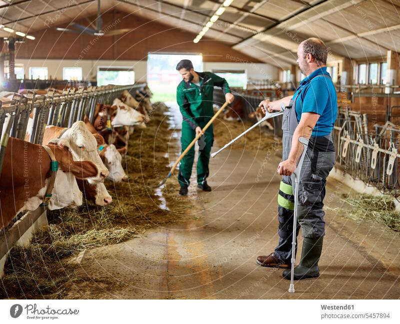 Farmer on crutches guiding man feeding cows in stable on a farm men males farmer agriculturists farmers animal stall stables guidance guide Adults grown-ups