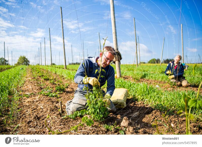 Male and female farmers planting hop crops at Hallertau, Bavaria, Germany color image colour image outdoors location shots outdoor shot outdoor shots day