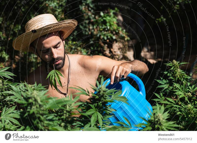 Shirtless farmer watering hemp plants on sunny day color image colour image outdoors location shots outdoor shot outdoor shots daylight shot daylight shots