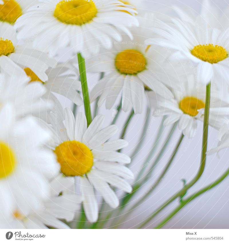 summer flower Summer Flower Blossom Blossoming Fragrance Yellow White Marguerite Bouquet Growth Summerflower Flower meadow Colour photo Multicoloured Close-up
