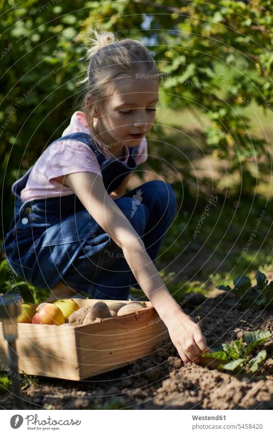 Girl harvesting in allotment garden horticulture yard work yardwork free time leisure time Harmonious Lifestyle Alimentation food Food and Drinks Nutrition