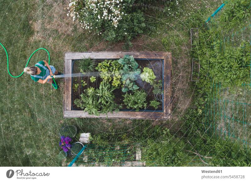 Drone shot of woman watering plants growing in raised bed color image colour image Austria casual clothing casual wear leisure wear casual clothes Casual Attire