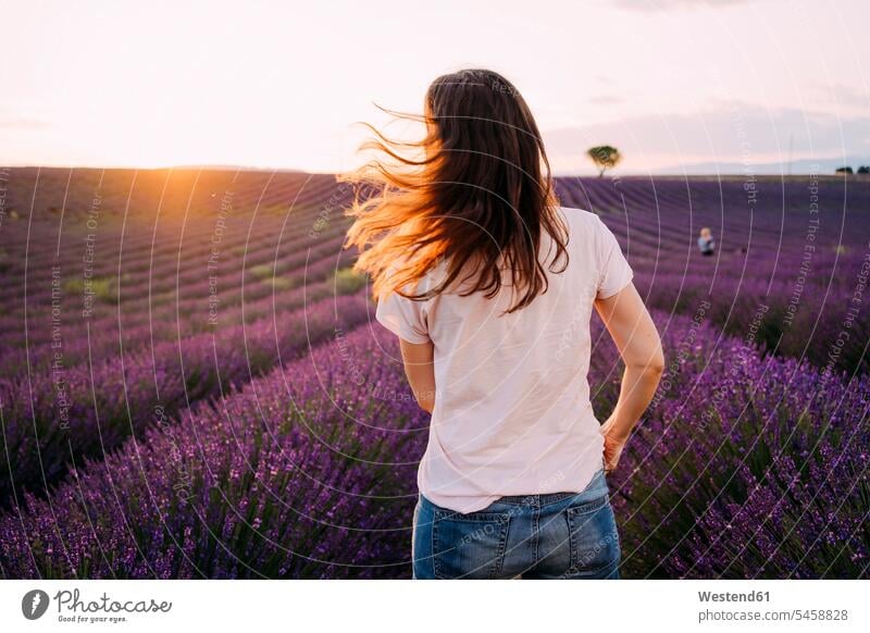 France, Valensole, back view of woman standing in front of lavender field at sunset females women sunsets sundown Field Fields farmland Adults grown-ups