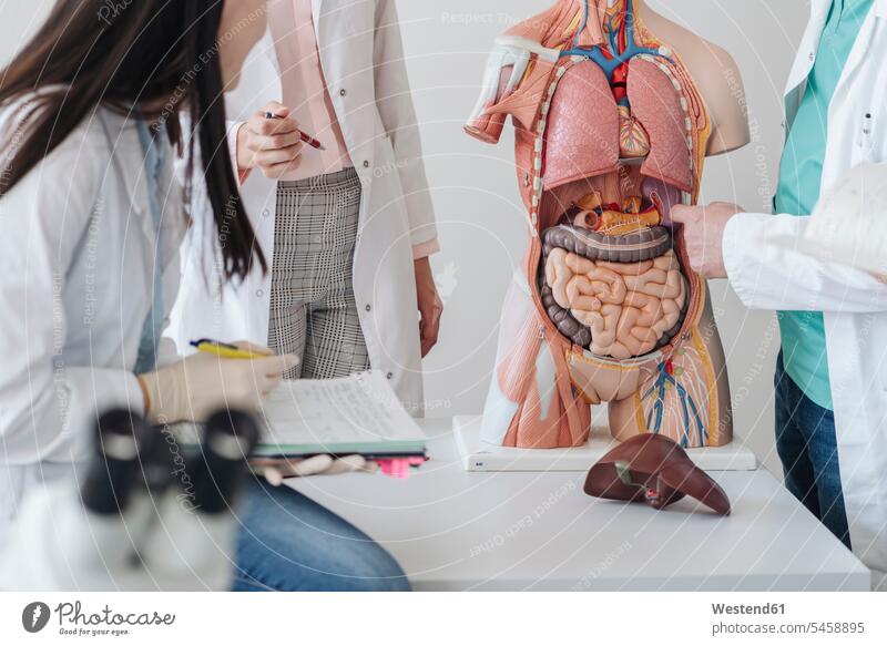 Crop view of students analyzing anatomy model in class human human being human beings humans person persons caucasian appearance caucasian ethnicity european