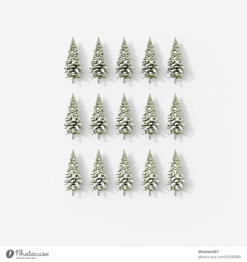 3D rendering, Rows of fir trees on white background hibernal square Rectangles rectangular row Ideas Arrangements Positioning Positionings covered in snow