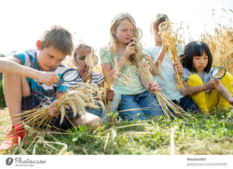 School children examining wheat ears in field, with their magnifying glasses magnifiers learn explore exploring grow growing Getaway Tour Tours Trip Trips