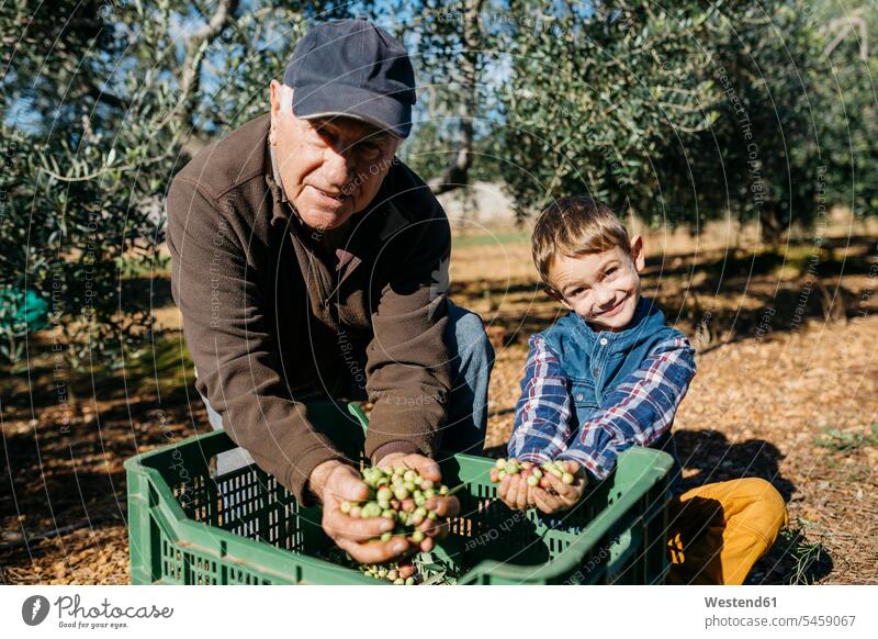 Portrait of senior man and grandson harvesting olives together in orchard Olive Olives grandfather grandpas granddads grandfathers olive grove olive orchard